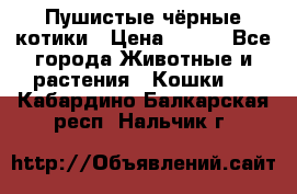 Пушистые чёрные котики › Цена ­ 100 - Все города Животные и растения » Кошки   . Кабардино-Балкарская респ.,Нальчик г.